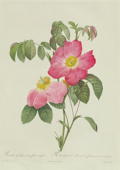 Rosa Tomentosa by Pierre Joseph Redouté